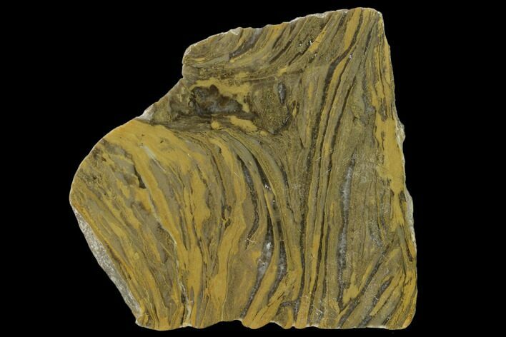 Polished Stromatolite (Kussiella) Slab - Billion Years #130611